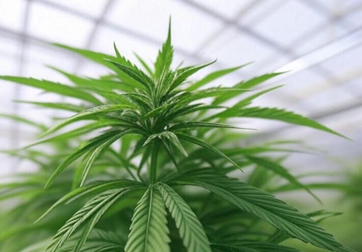 إسبانيا تفتح الباب رسمياً للعلاج بالقنب الطبي لتسكين الآلام