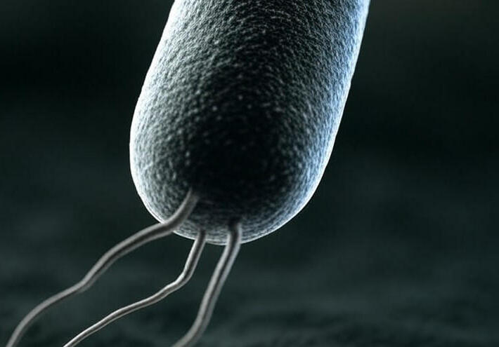 بكتيريا فائقة تفتح آفاقًا جديدة لتصنيع أدوية السرطان والخرف