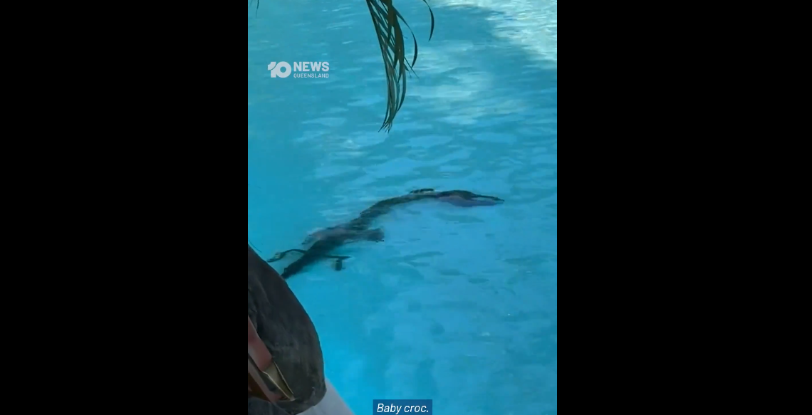 عقب ظهور تمساح في مسبح فندقي.. السلطات تعلن حالة الطوارئ وتطلق تحذيرات رسمية (فيديو)